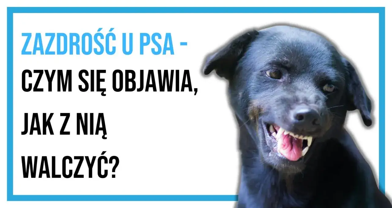 Zazdrość u psa - jak wyeliminować? Poradnik behawiorysty