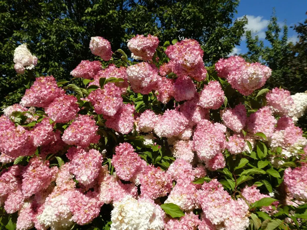 Hortensja Fraise Melba - Pielęgnacja, cięcie i sadzenie
