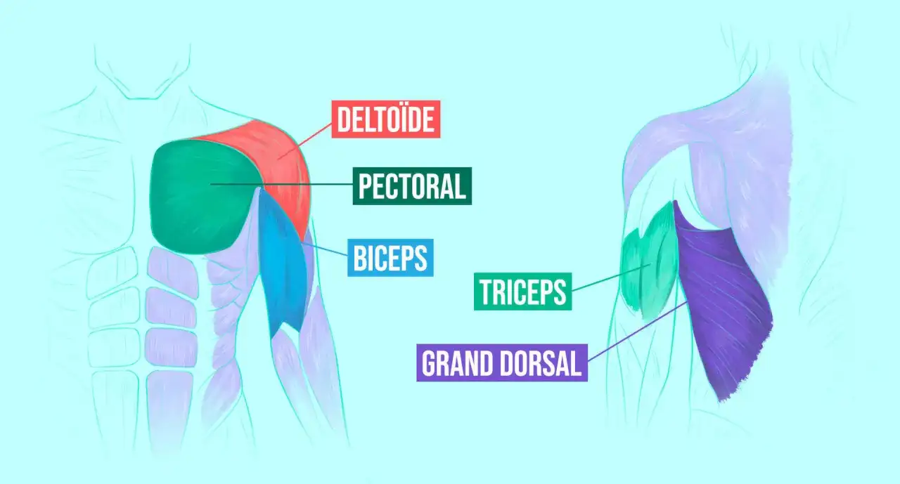 Pompes - Quels muscles travaillent vraiment ? Guide complet