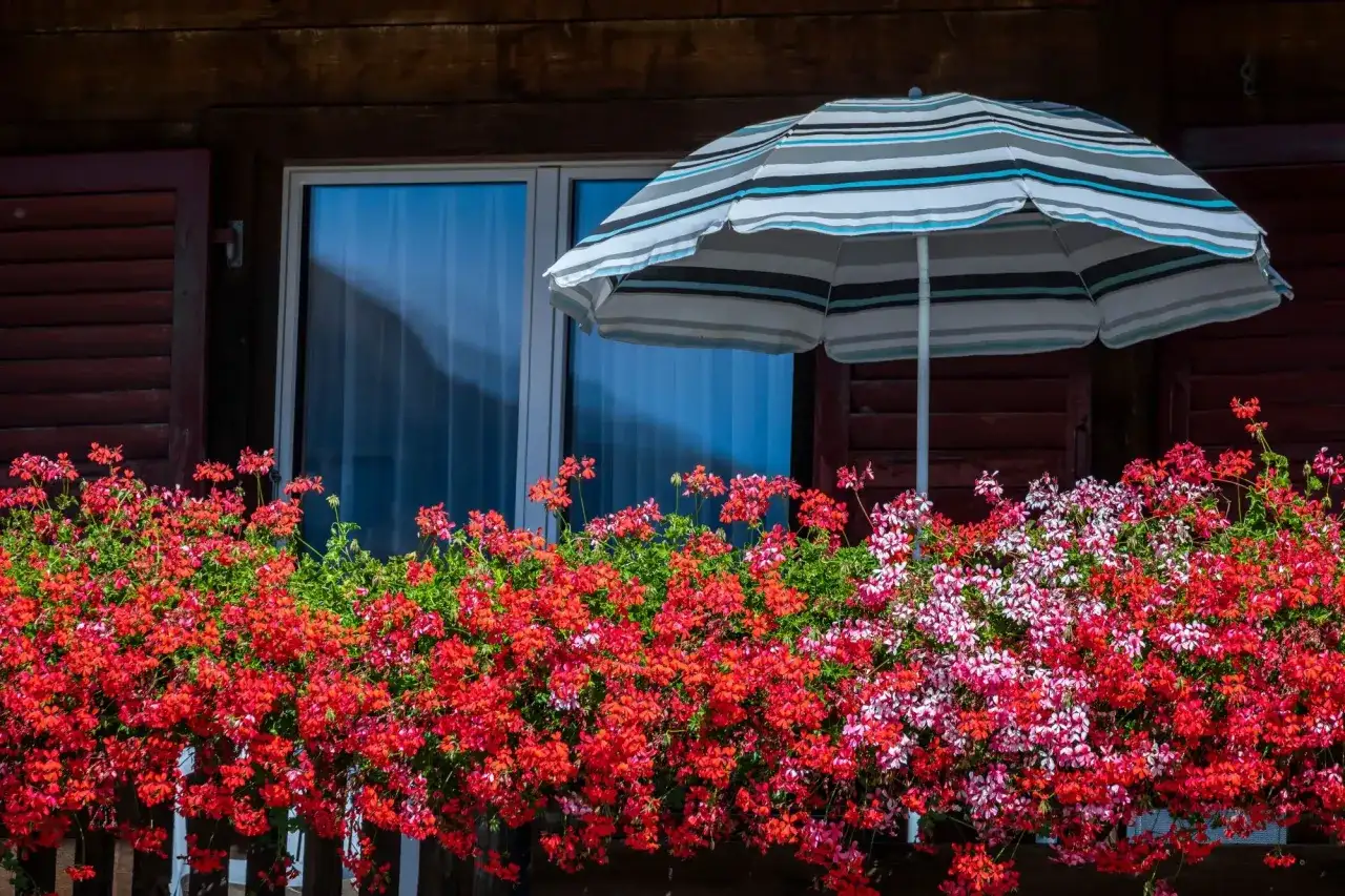Pelargonie na balkonie - jak sadzić, podlewać i zimować?