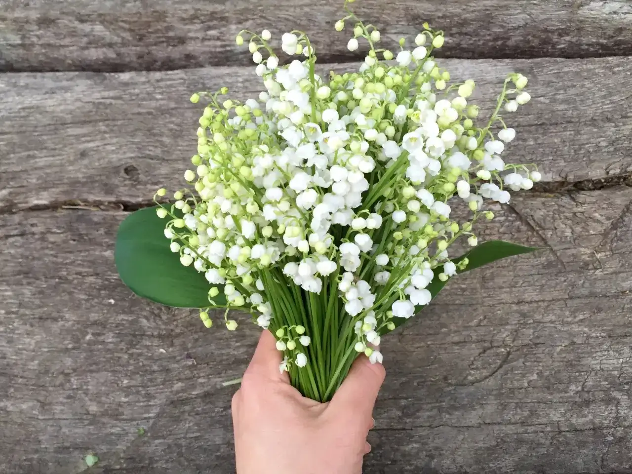 Muguet du 1er mai, symbole de bonheur et de renouveau