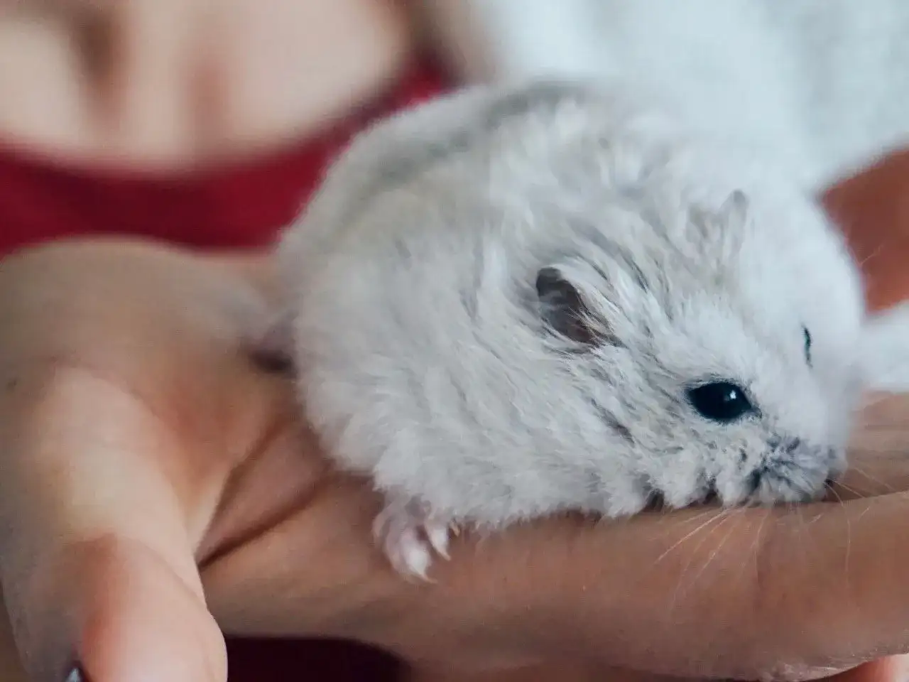 Chomik miniaturka - Jak wybrać i dbać? Poradnik dla opiekunów