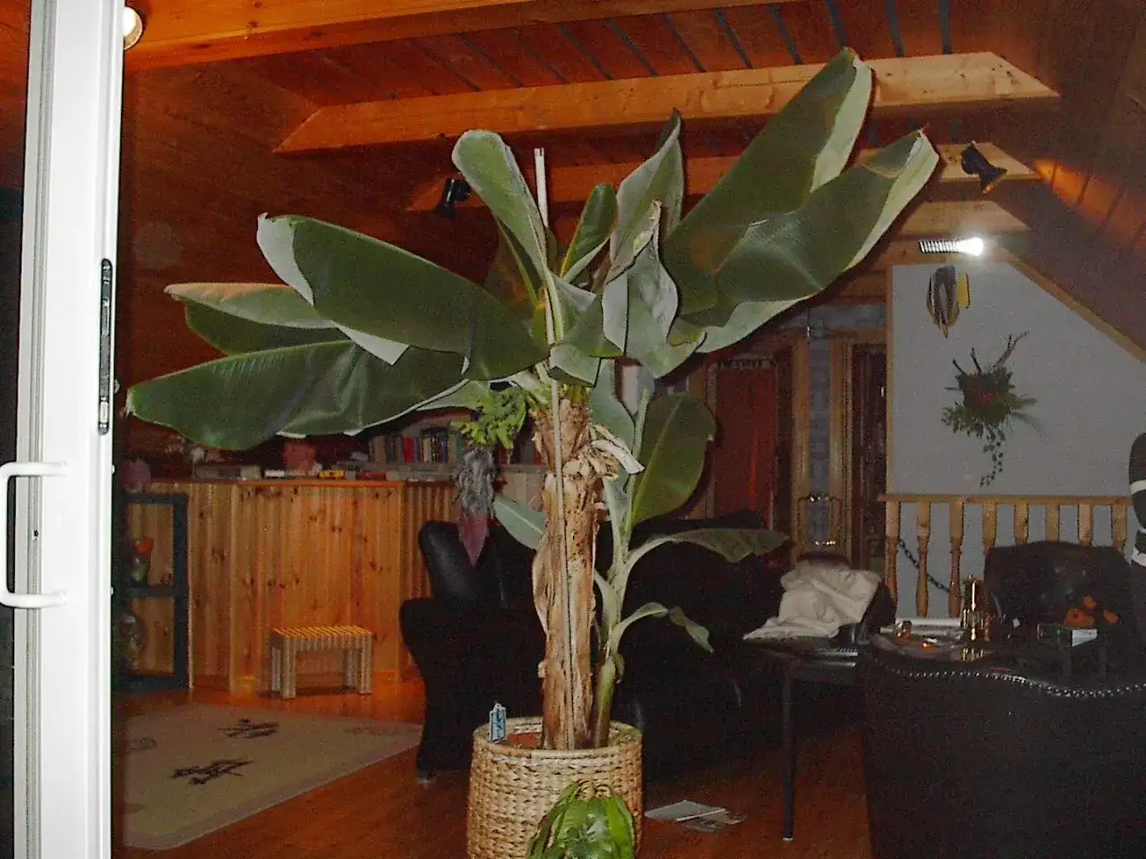 Odla bananer från frö - så lyckas du hemma
