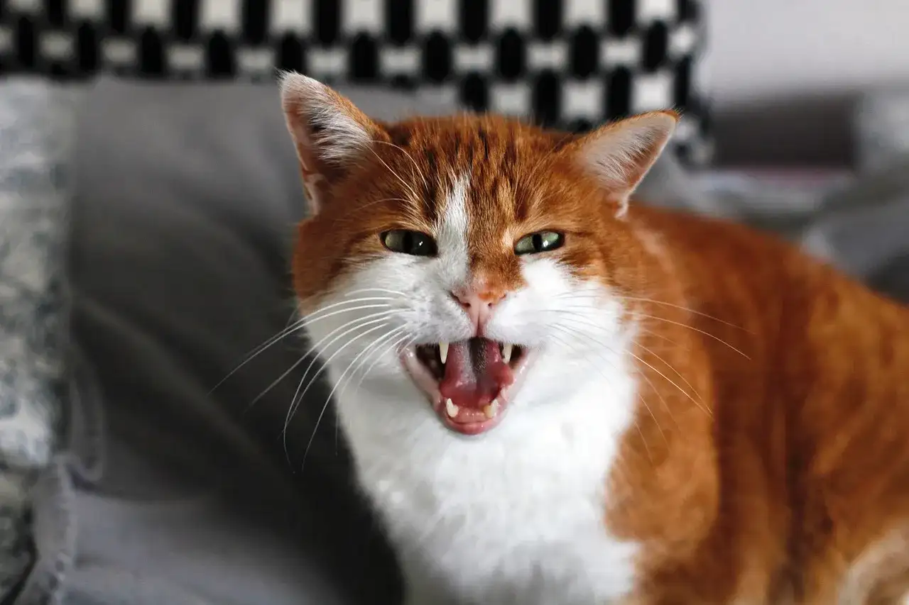 Chat qui grogne - Causes, signaux et solutions pour l'apaiser