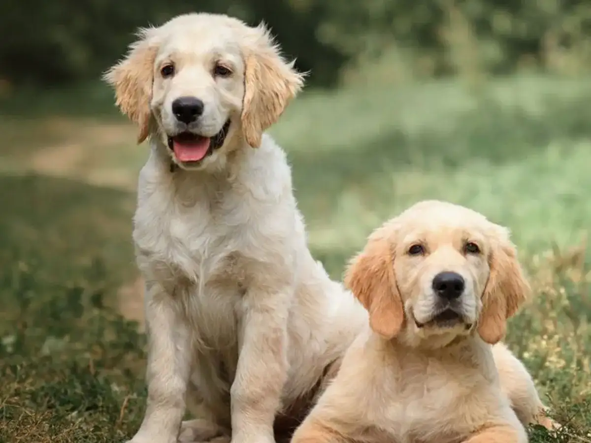 Retriever - poznaj rasy, ich charakter i najważniejsze potrzeby