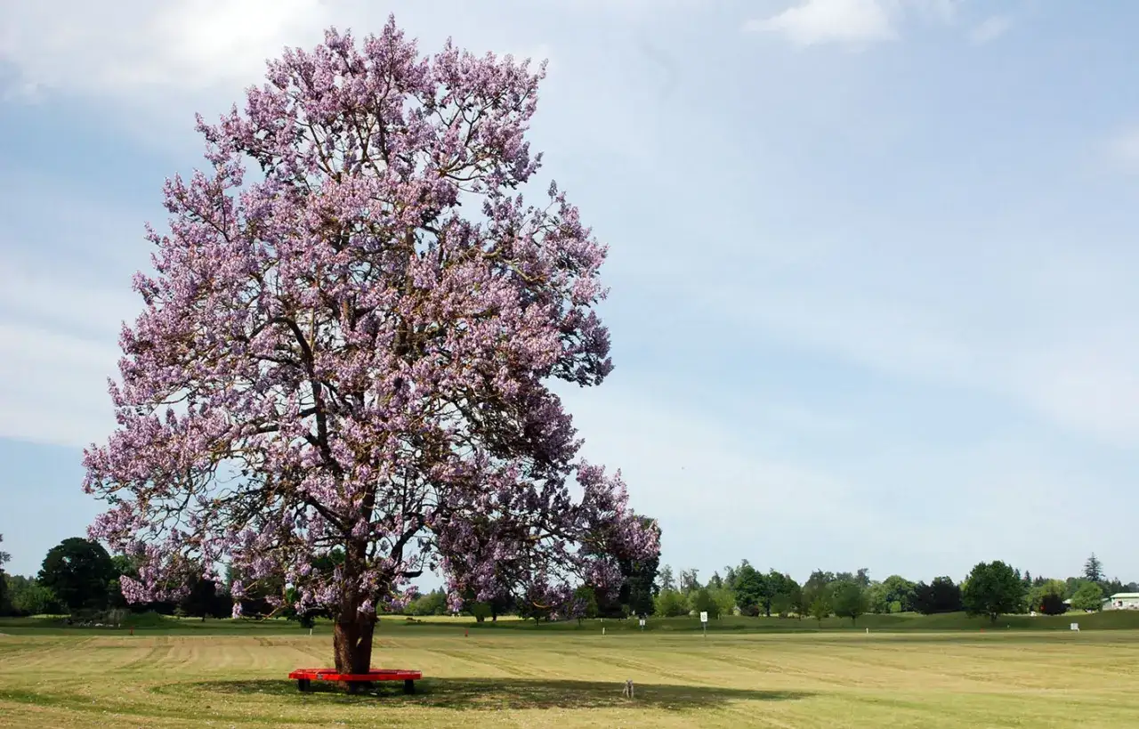 Paulownia w ogrodzie - Uprawa, cięcie, zimowanie. Czy warto?
