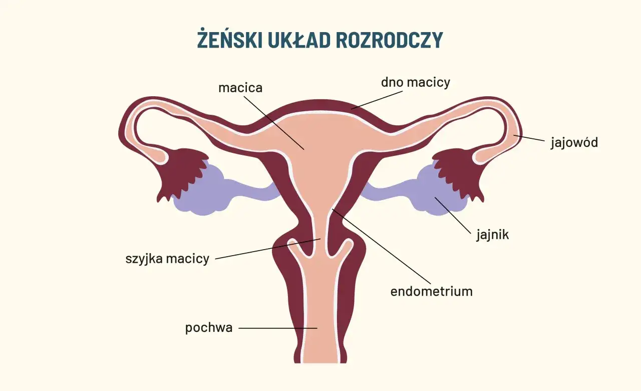 Pochwa - budowa, funkcje i sygnały ostrzegawcze