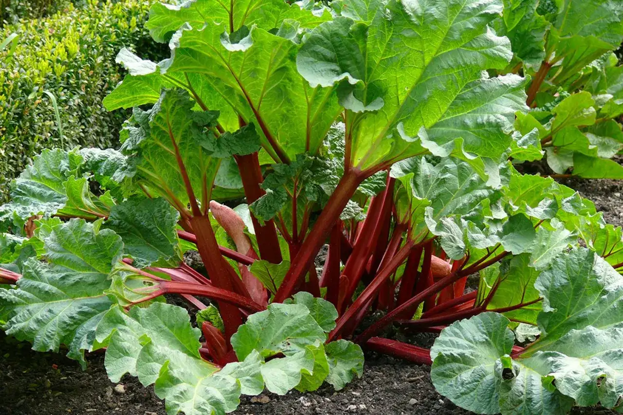 När rabarbern blommar - så räddar du skörden och plantan