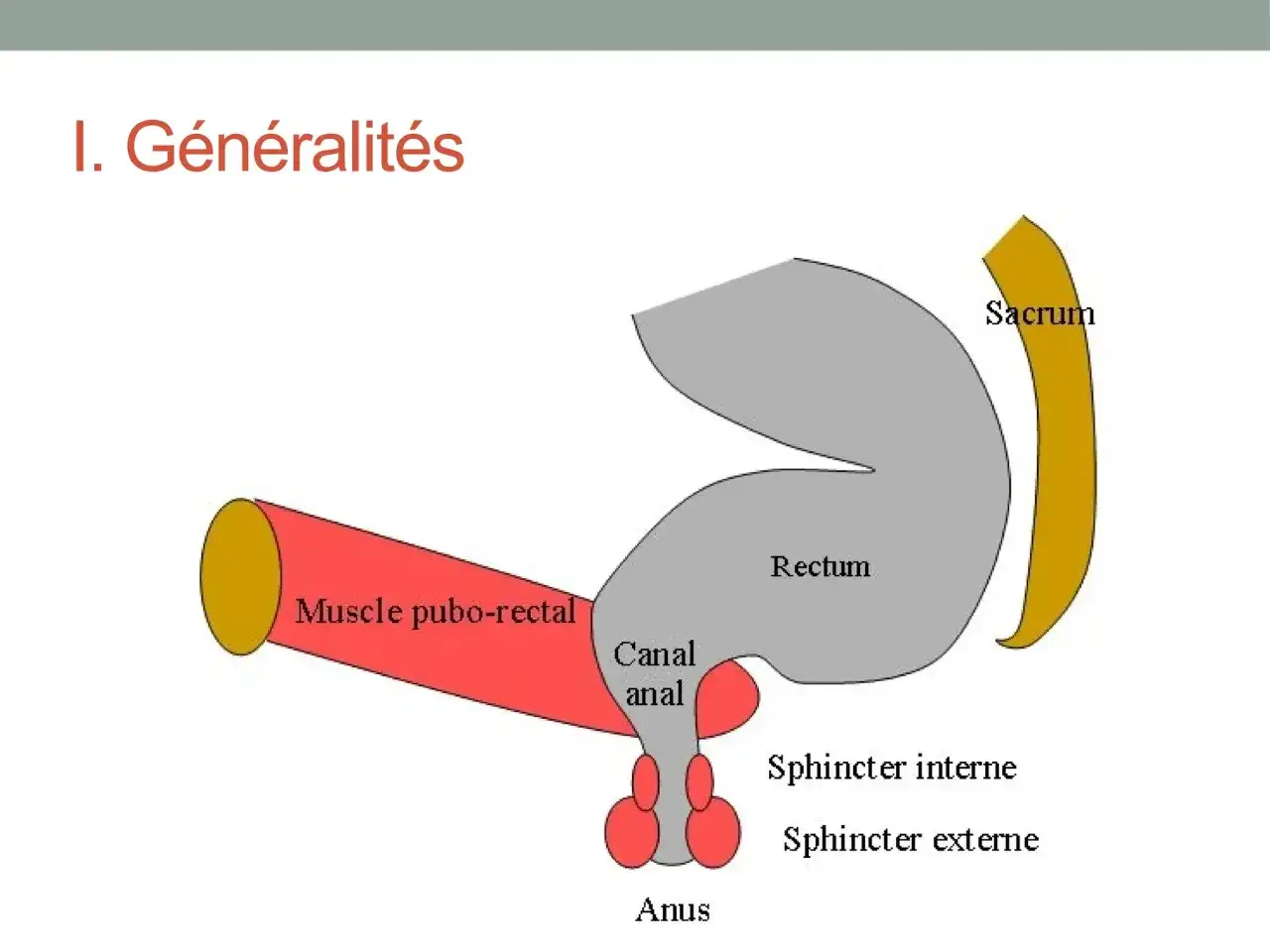 Muscle puborectal - rôle, constipation et rééducation