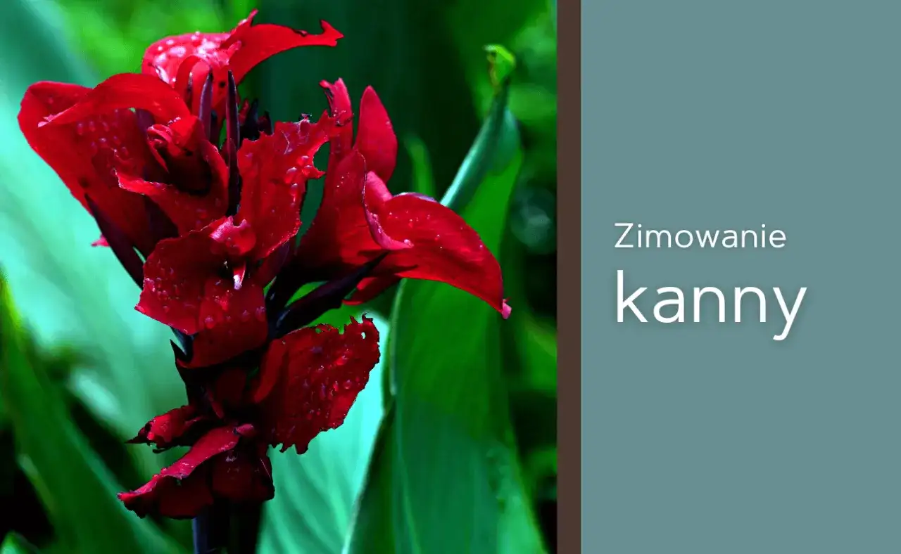 Kanna (paciorecznik) - uprawa i zimowanie. Pełny poradnik!