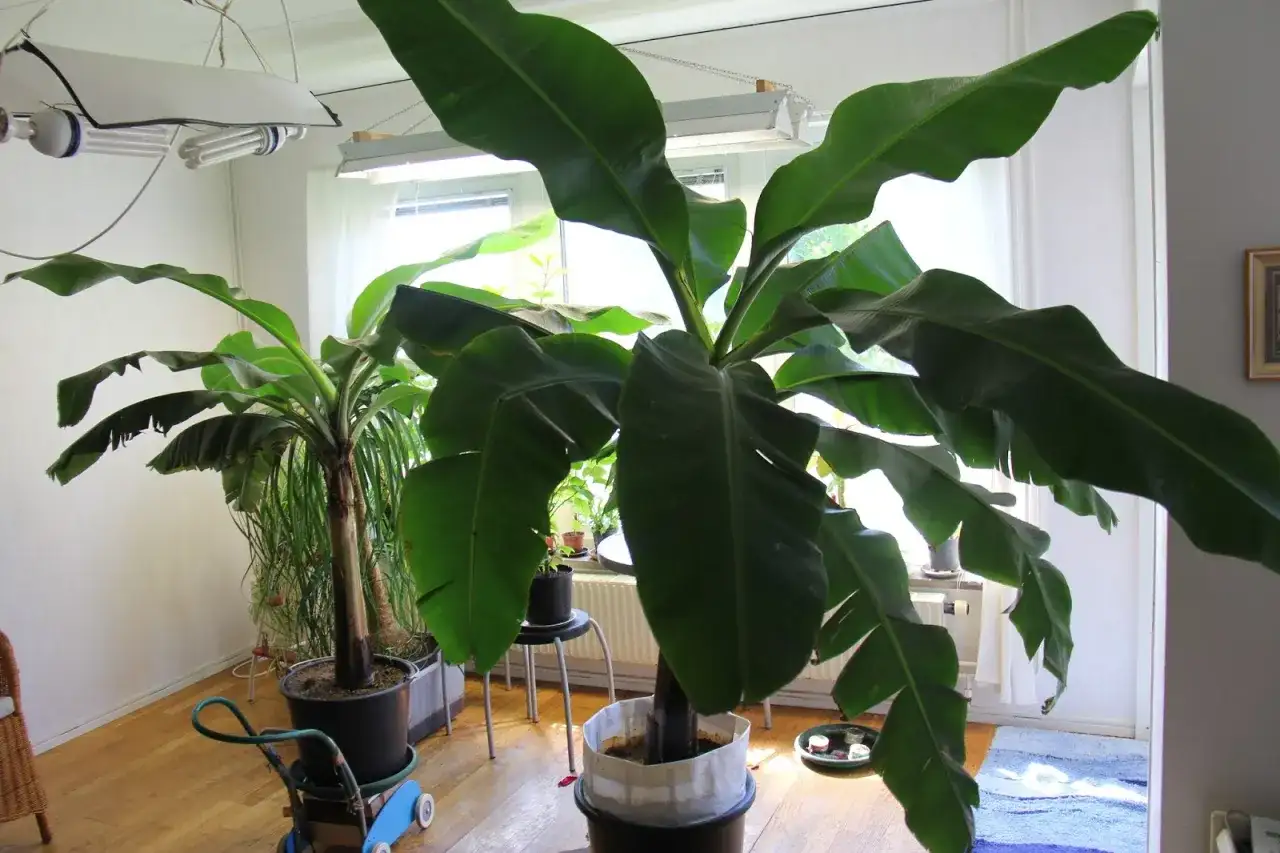 Bananplanta inomhus - så lyckas du med skötseln