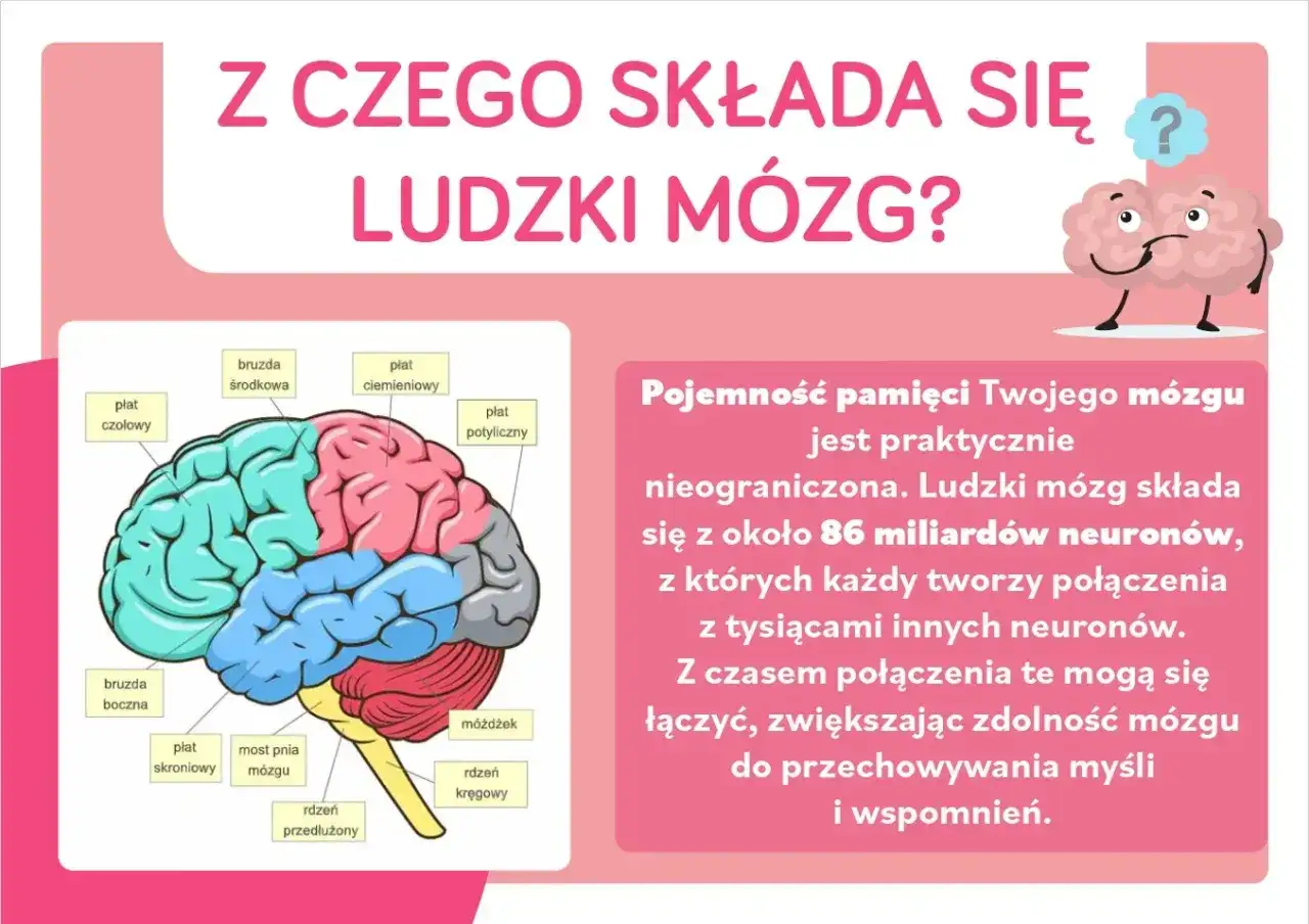 Mózg człowieka - budowa, praca i jak o niego dbać?