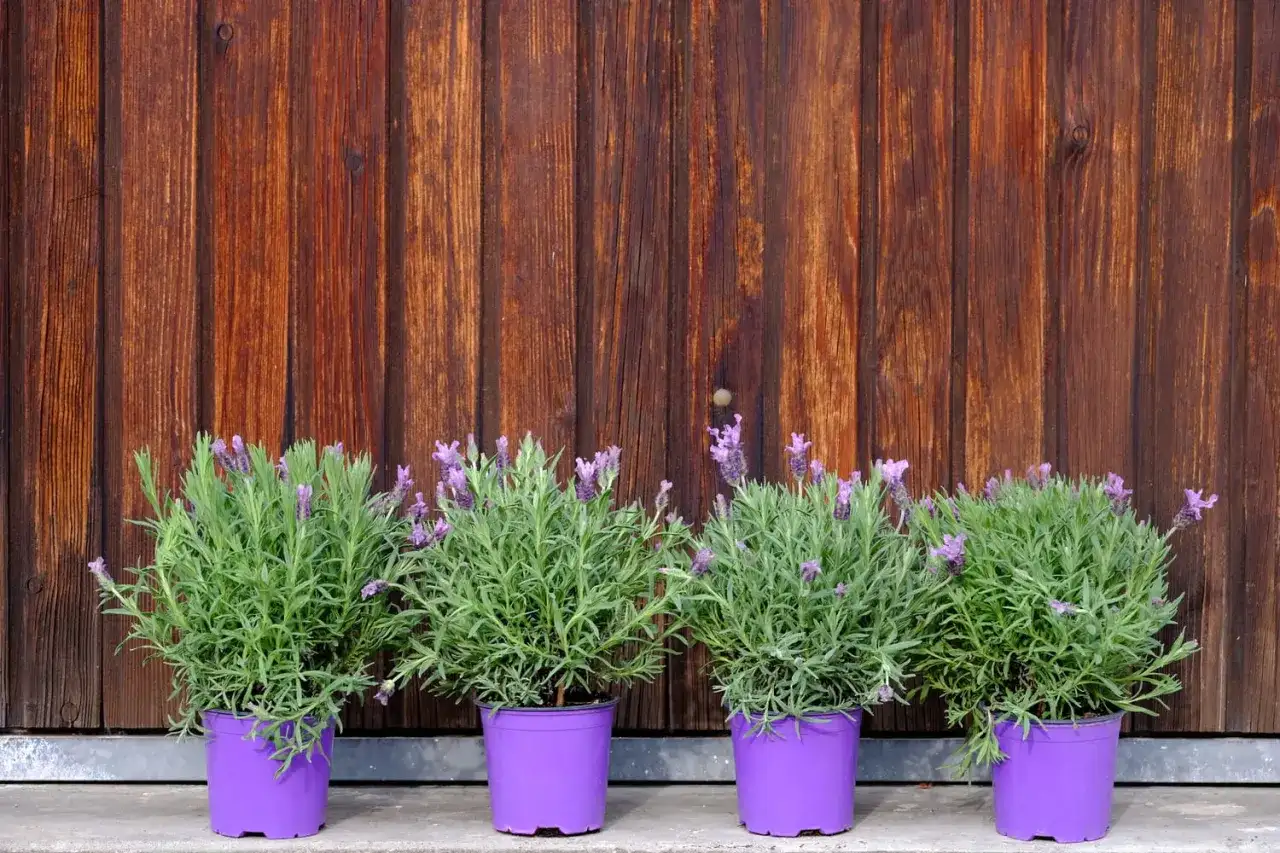Planter la lavande - Réussir sans effort, même en pot
