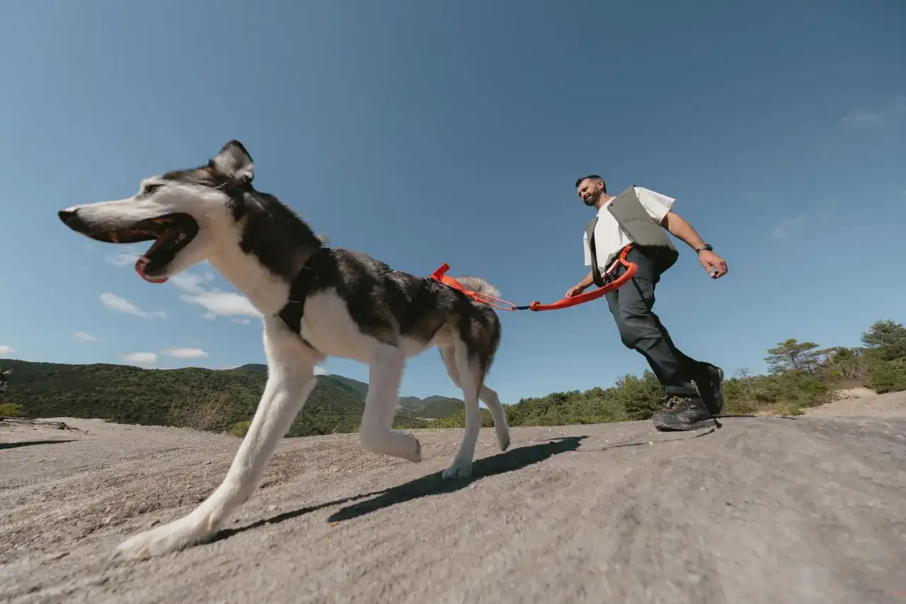 Cani-randonnée avec son chien - bien débuter en sécurité