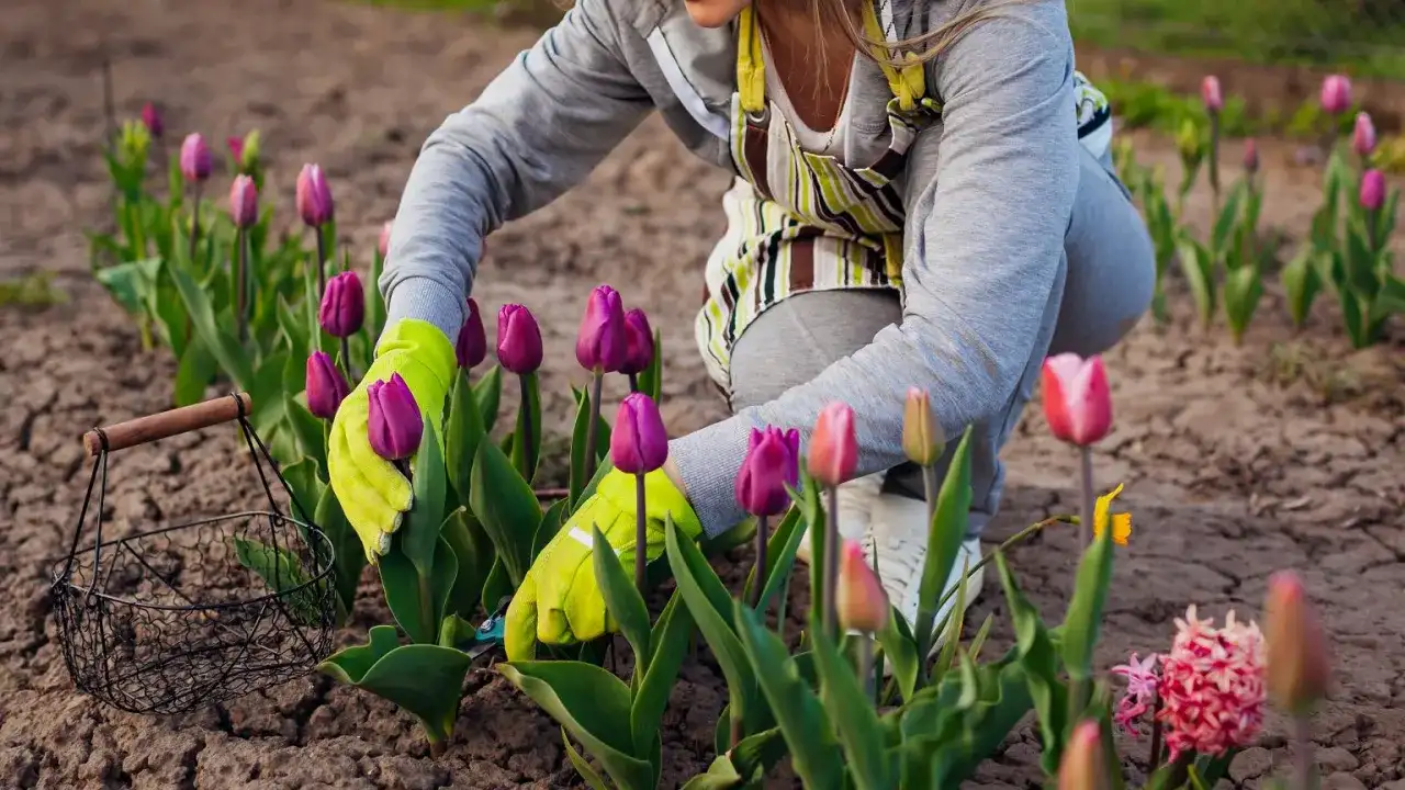 Tulipany w ogrodzie - Jak sadzić i dbać o nie, by kwitły co roku?