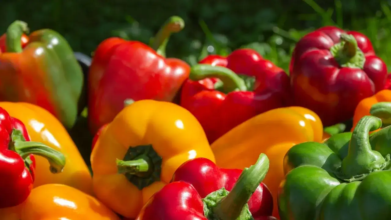 Ile kalorii ma papryka? Kolor, obróbka i kalorie - Sprawdź!