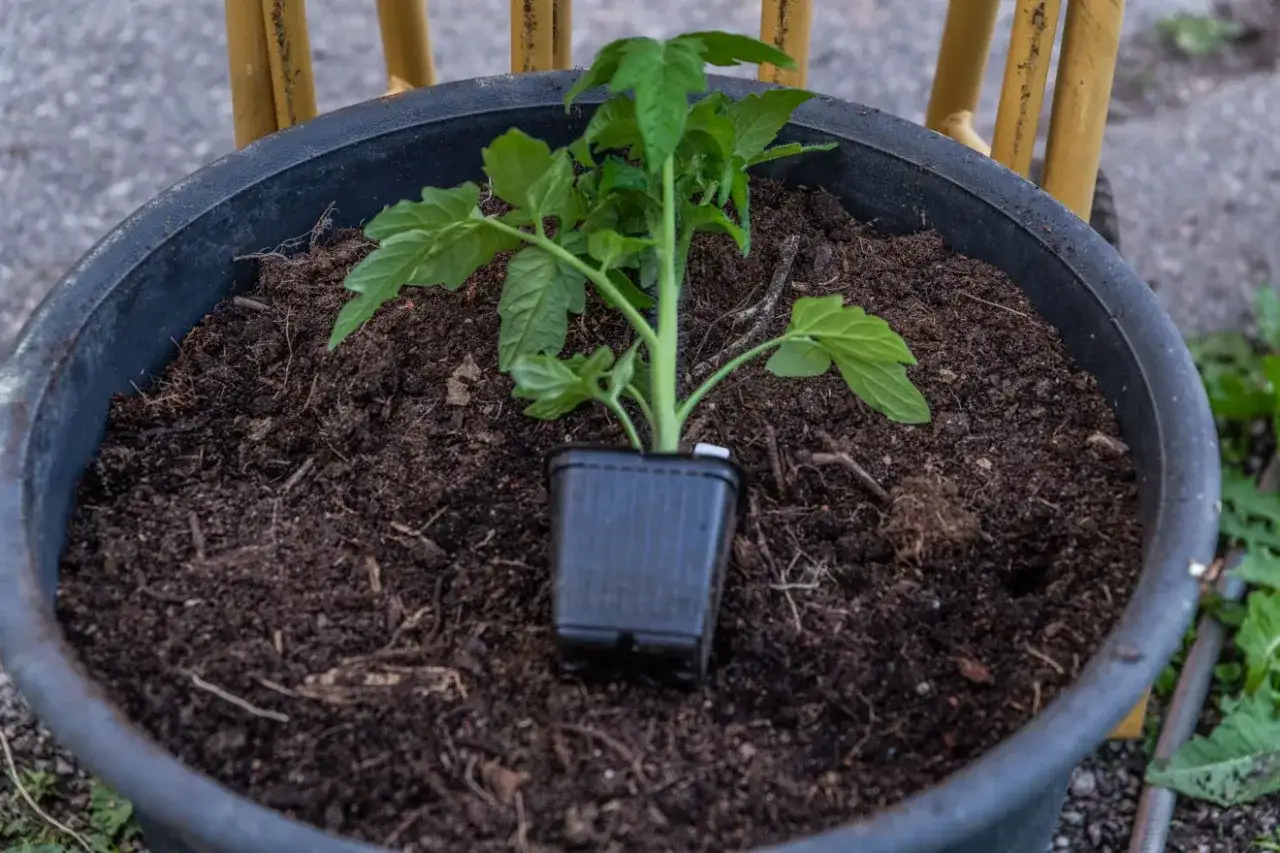När ska tomater planteras ut? Så får de bästa starten ute