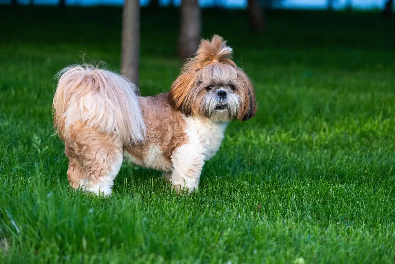 Shih tzu - jak wygląda i po czym go rozpoznać?