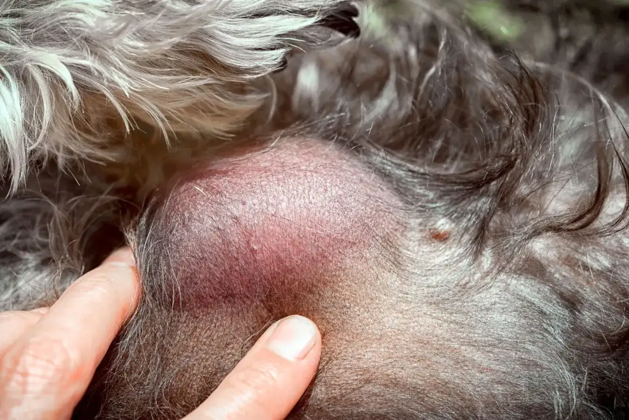 Lipome chez le chat - comment le reconnaître sur une photo ?