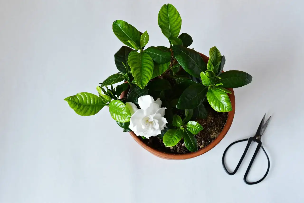 Gardenia: Jak dbać, by pięknie kwitła i nie chorowała?
