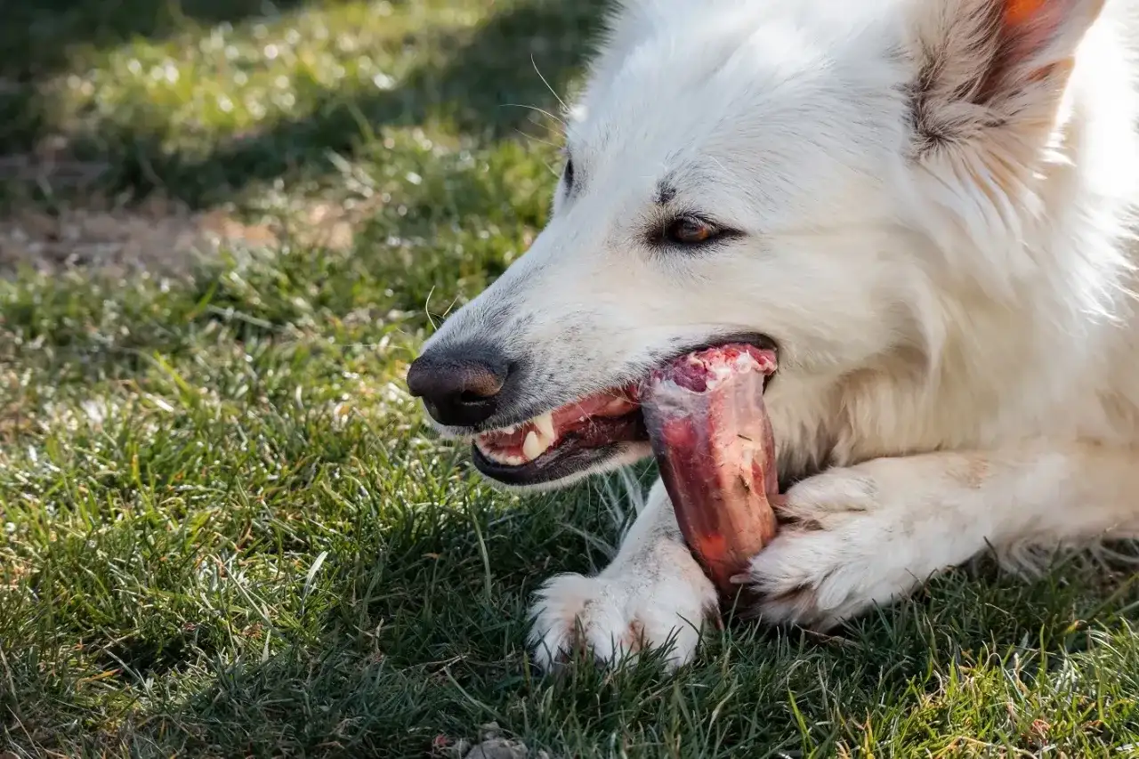 Os à mâcher pour chien - les erreurs à éviter