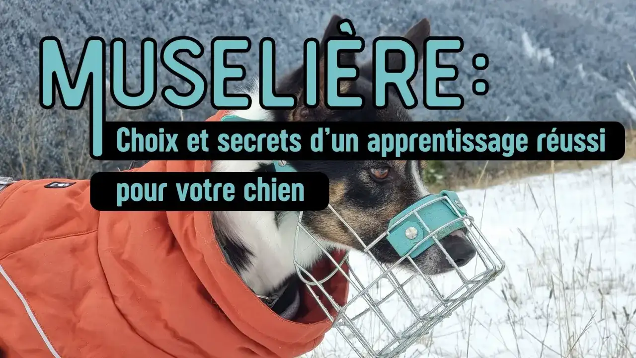 Muselière chien - L'apprentissage sans stress, mode d'emploi