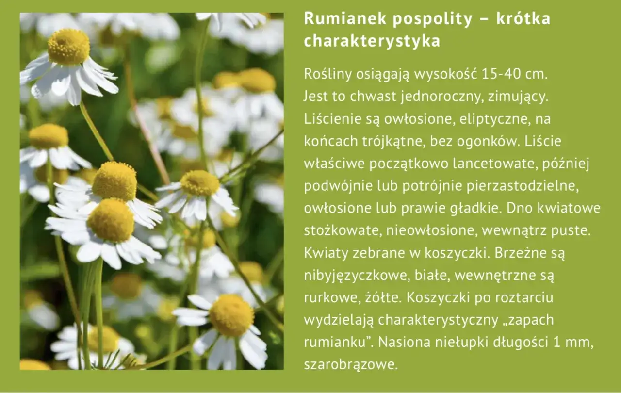 Rumianek - Co naprawdę daje i kiedy uważać?