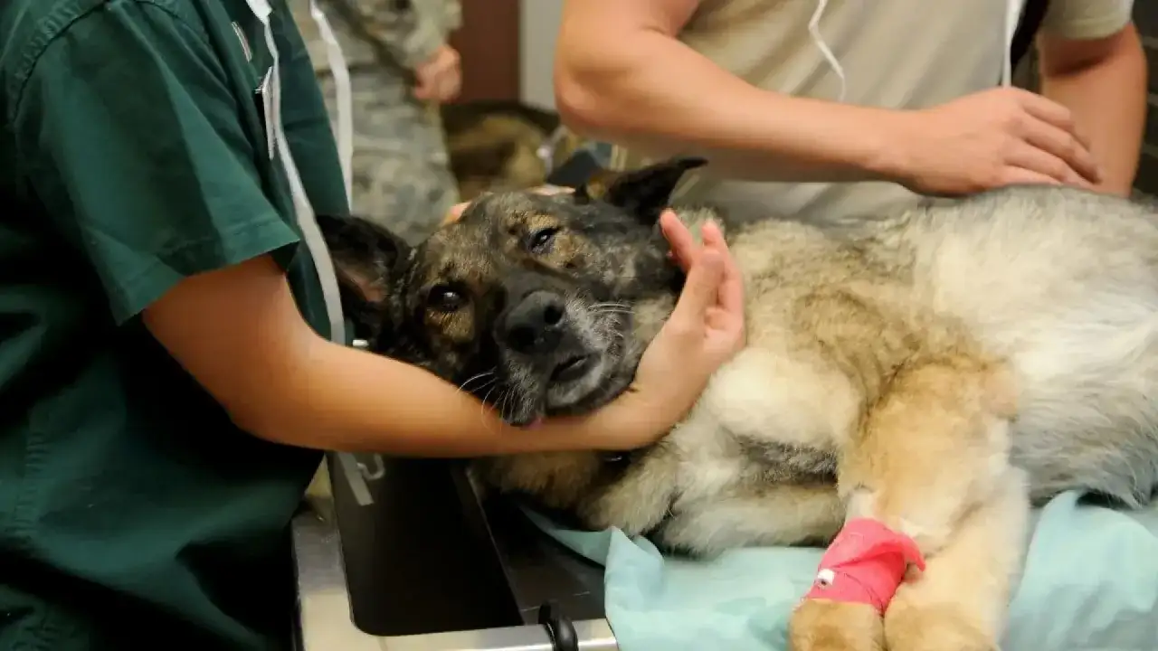 Convulsiones en perros - qué hacer y cuándo ir al veterinario