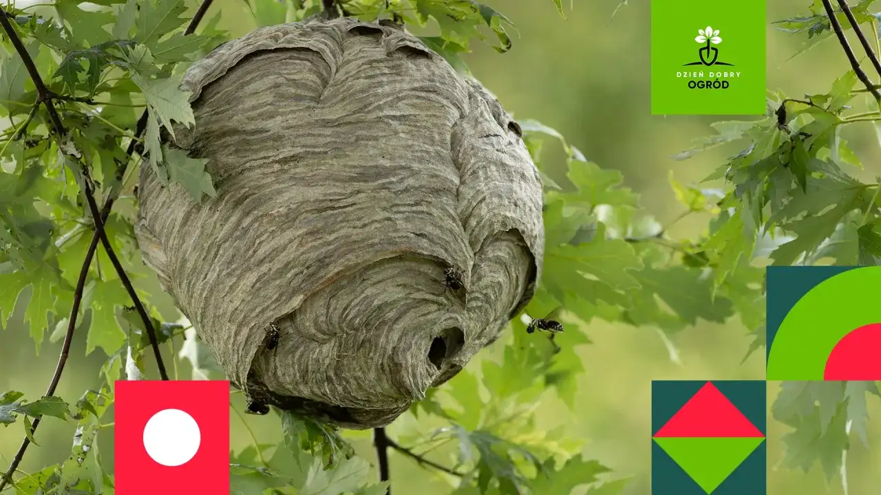 Gniazdo szerszeni - Jak odróżnić stare od aktywnego i co zrobić?