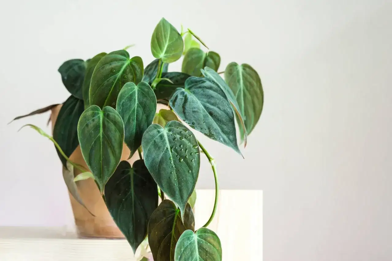 Filodendron - wybierz idealny! Odmiany, pielęgnacja, problemy