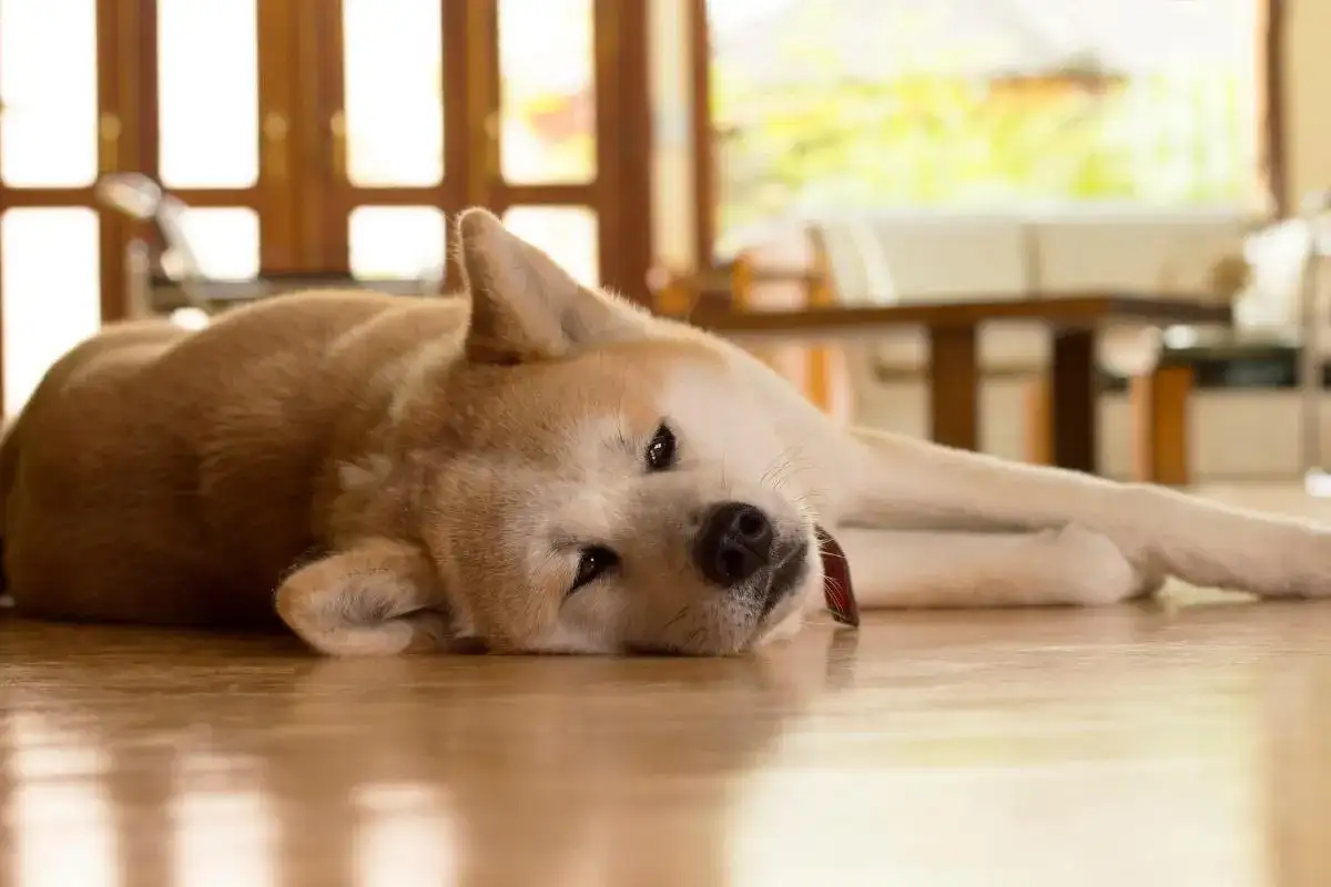 Mi perro no puede andar de repente - ¿Qué hago?