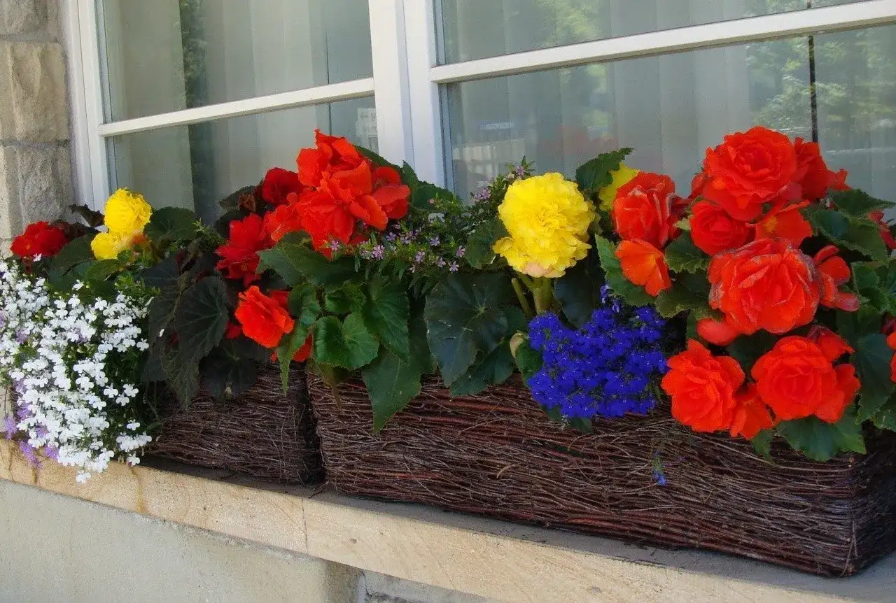 Kwiaty na balkon - jak dobrać rośliny do słońca i cienia