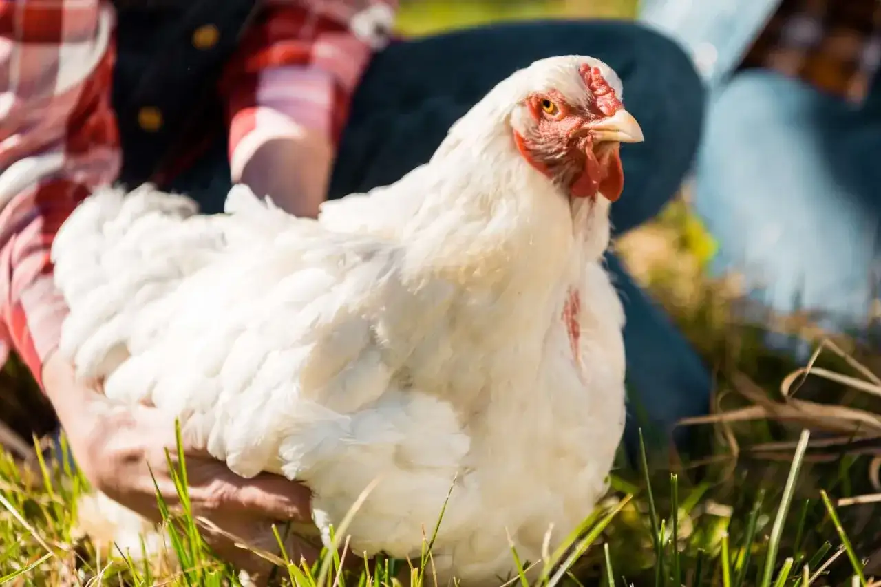 Huhn kann nicht mehr laufen? Ursachen erkennen und richtig handeln