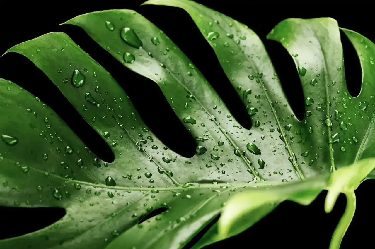 Monstera płacze? - Gutacja, przelanie, szkodniki. Sprawdź, co robić!