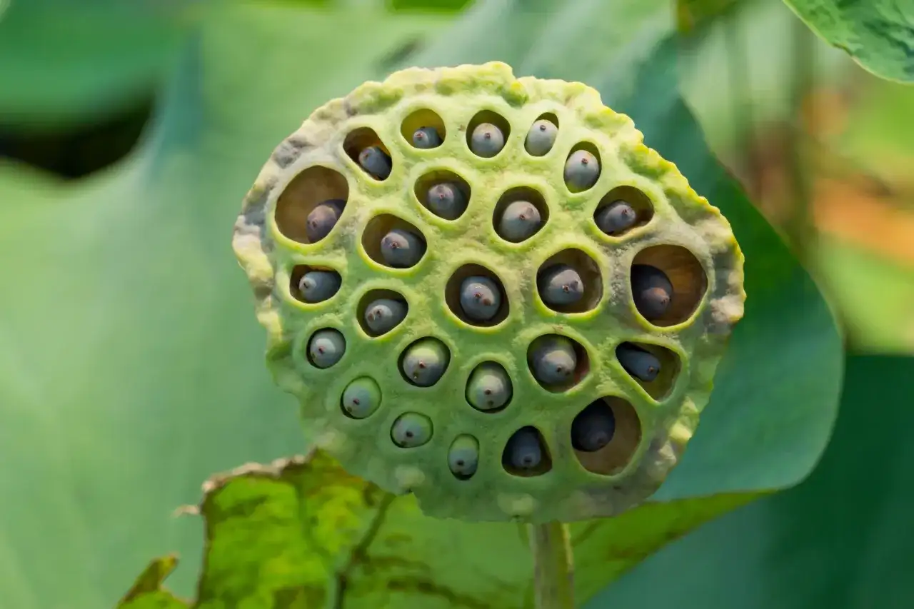 Trypofobia - Kiedy awersja staje się problemem?
