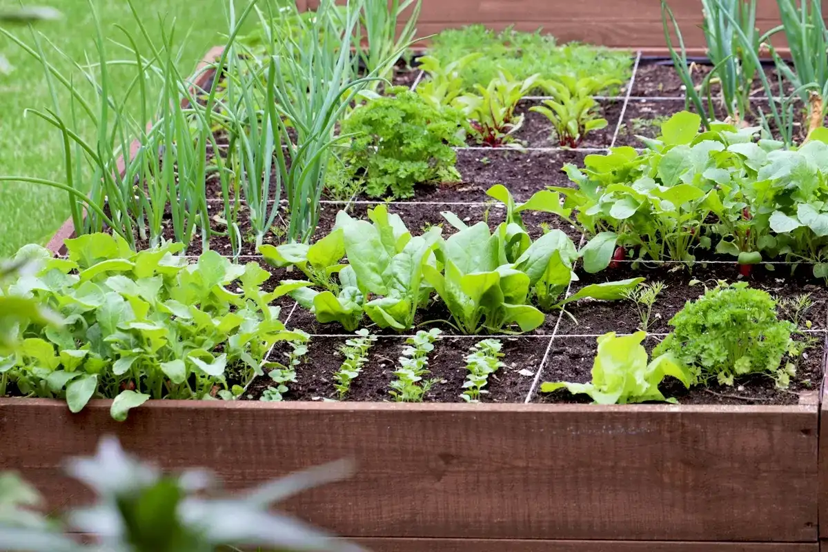 Carré potager aromatiques - Réussir sa culture facilement