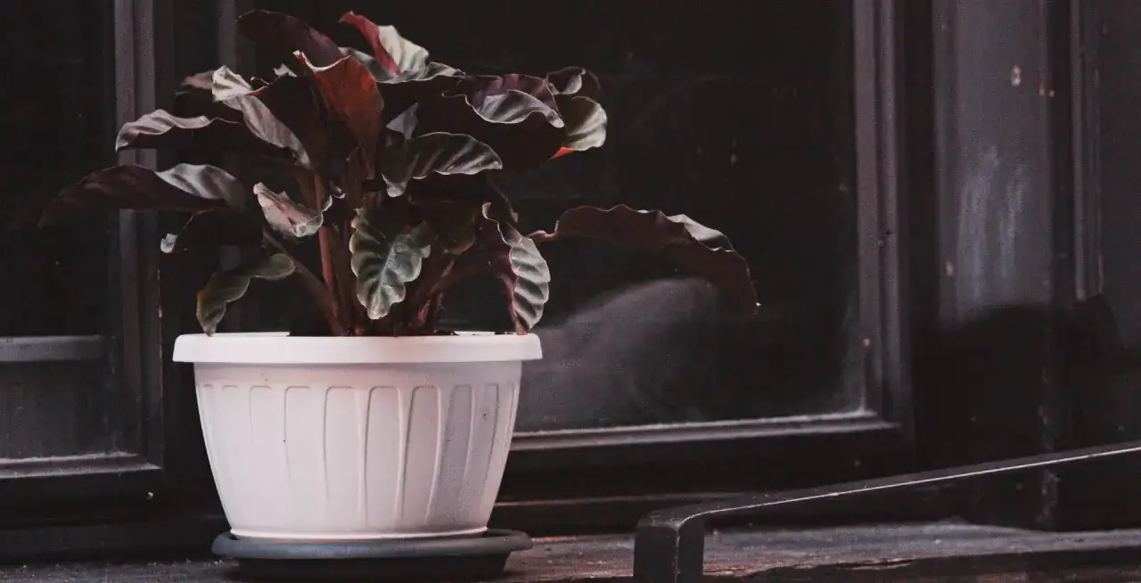 Calathéa - Le guide simple pour une plante épanouie