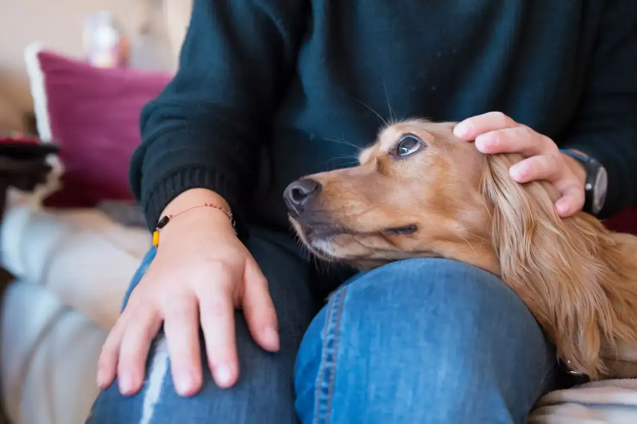 Adolescence du chien - comprendre et bien l’accompagner