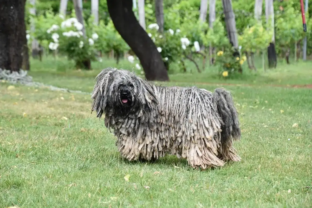 Perros que sueltan mucho pelo - ¿Qué razas y cómo controlarlo?