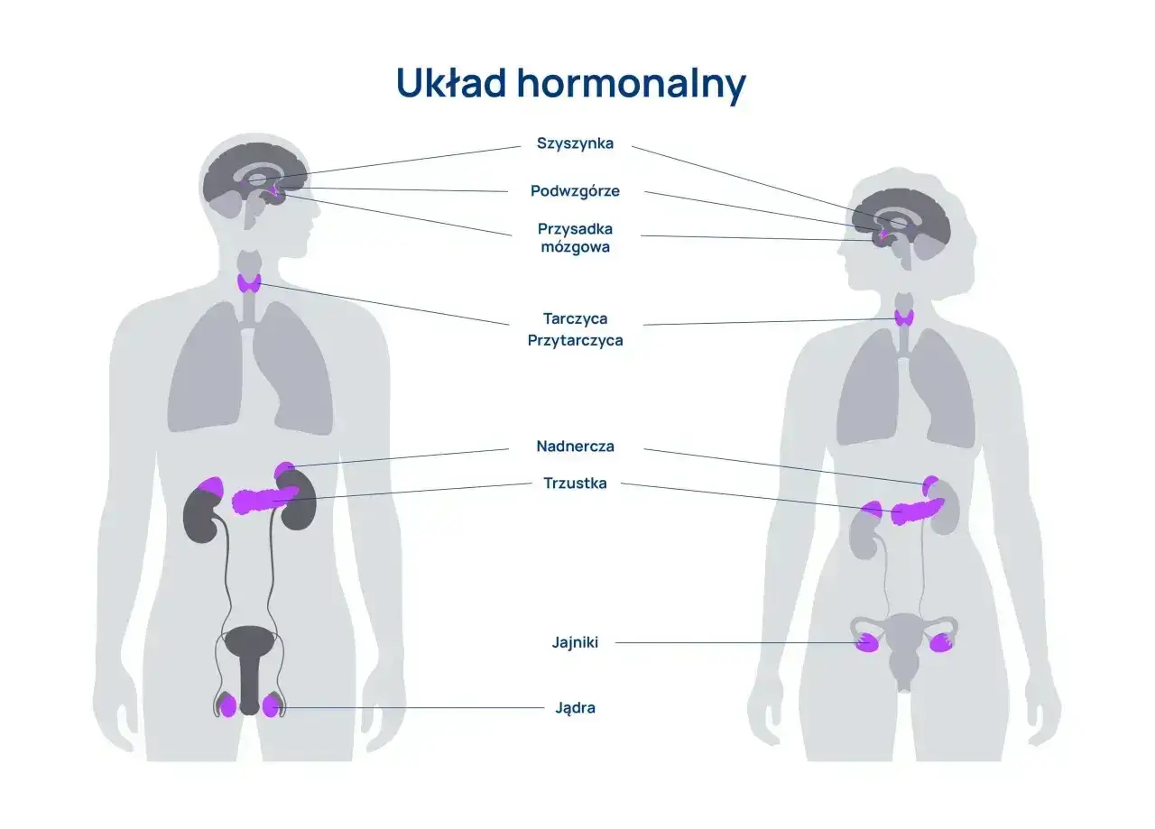 Układ hormonalny - Jak działa i jak o niego dbać?