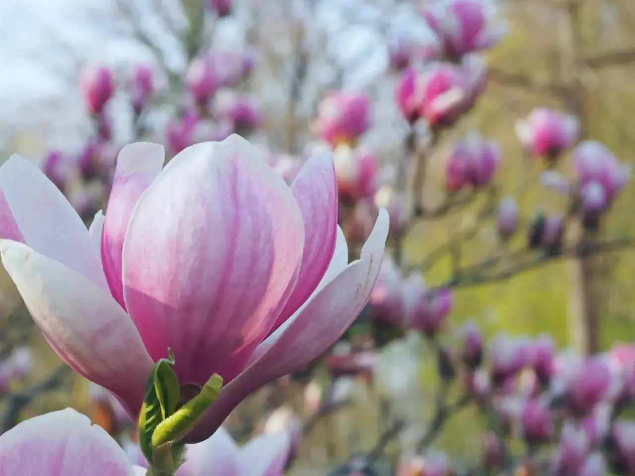 Odmiany magnolii do ogrodu - które sprawdzą się najlepiej?