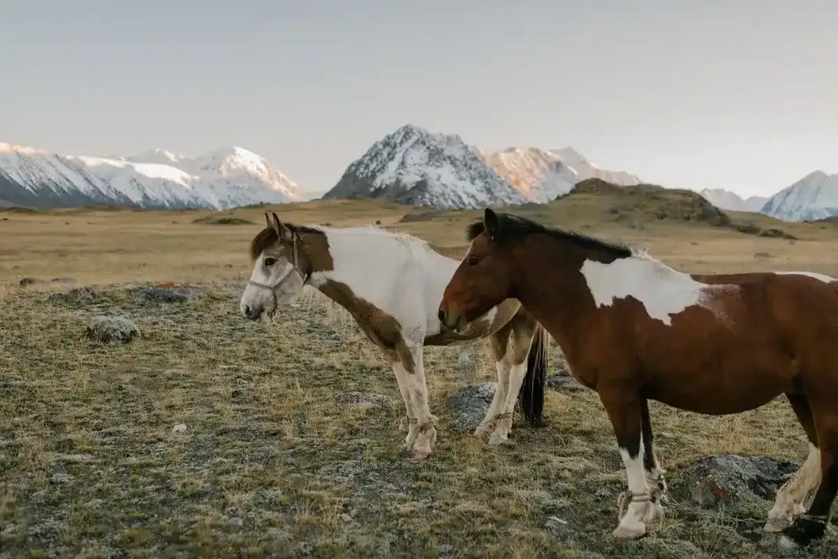 Mustang - cechy, temperament i zastosowanie w praktyce