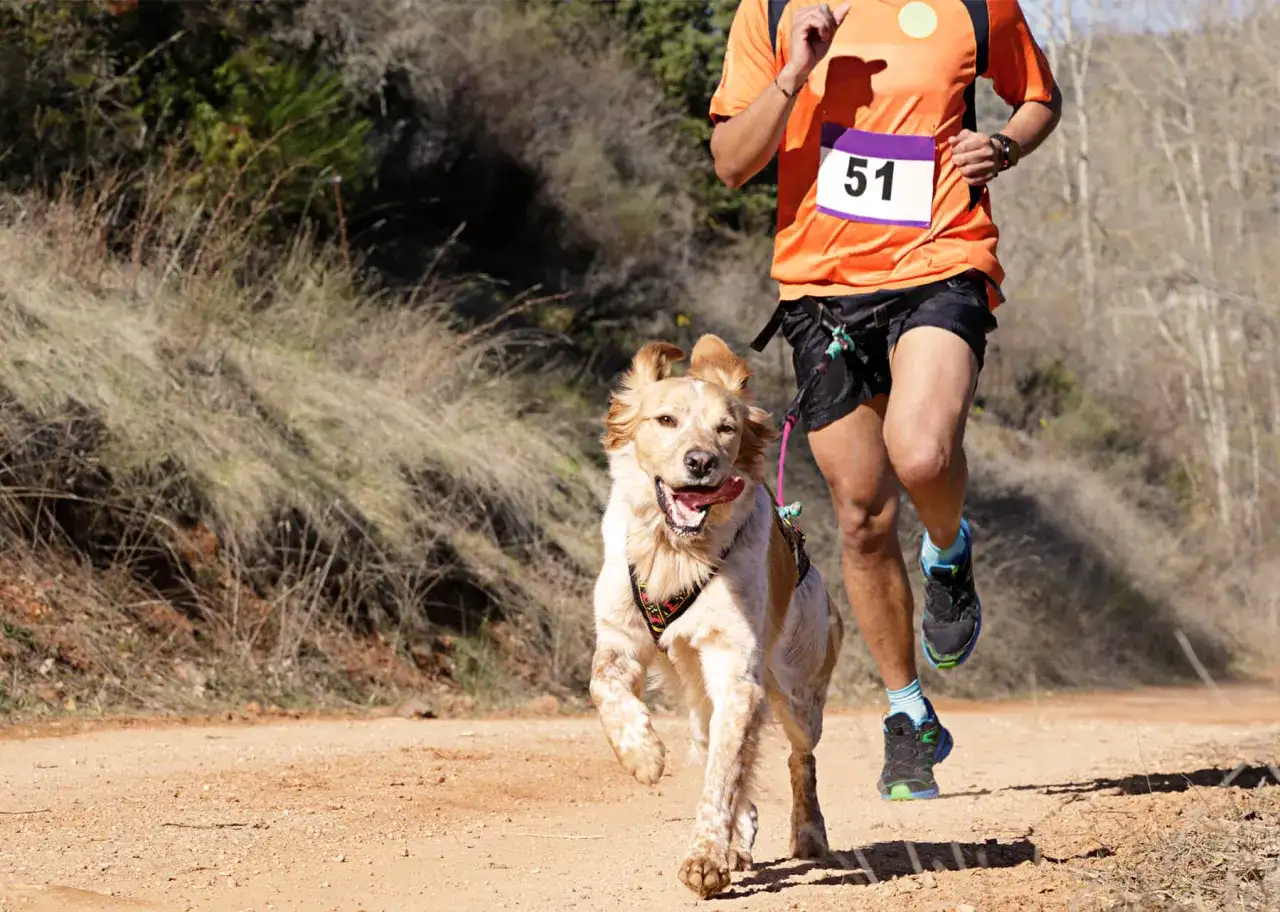 Canicross avec son chien, bien débuter sans brûler les étapes