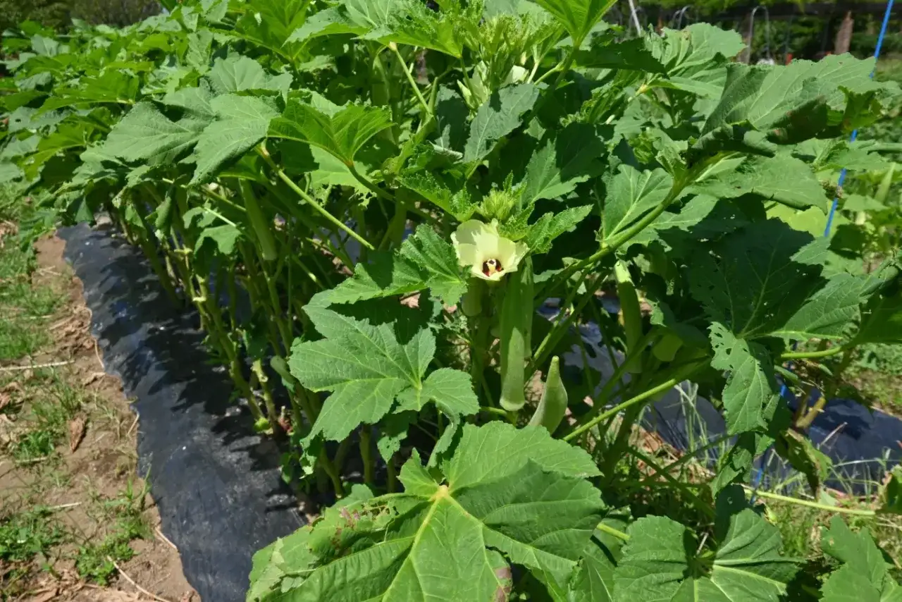 Okra (ketmia jadalna) - Uprawa w Polsce? Sprawdź, czy to dla Ciebie!