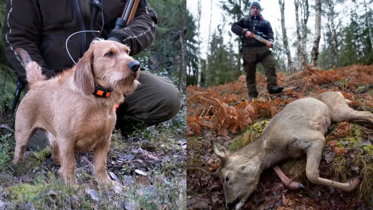 Basset Fauve de Bretagne - Jak lyckas med jakthunden?