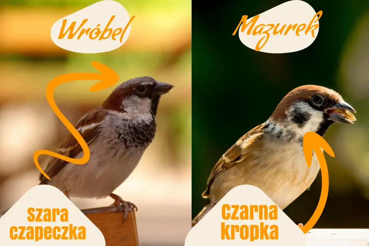 Wróbel i mazurek - jak je odróżnić bez pomyłek?