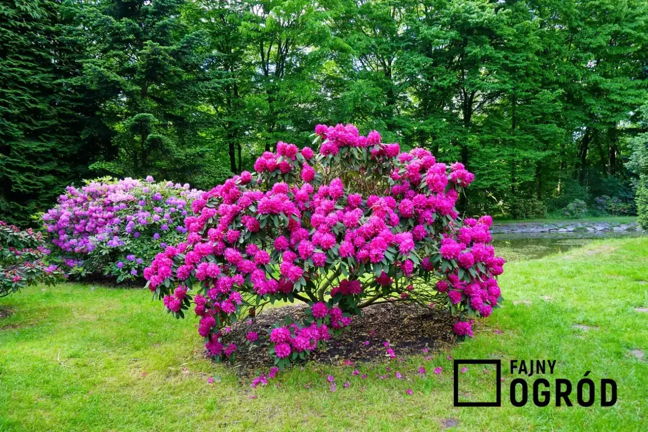 Rododendron - Kiedy kwitnie i jak dbać, by kwitł co rok?