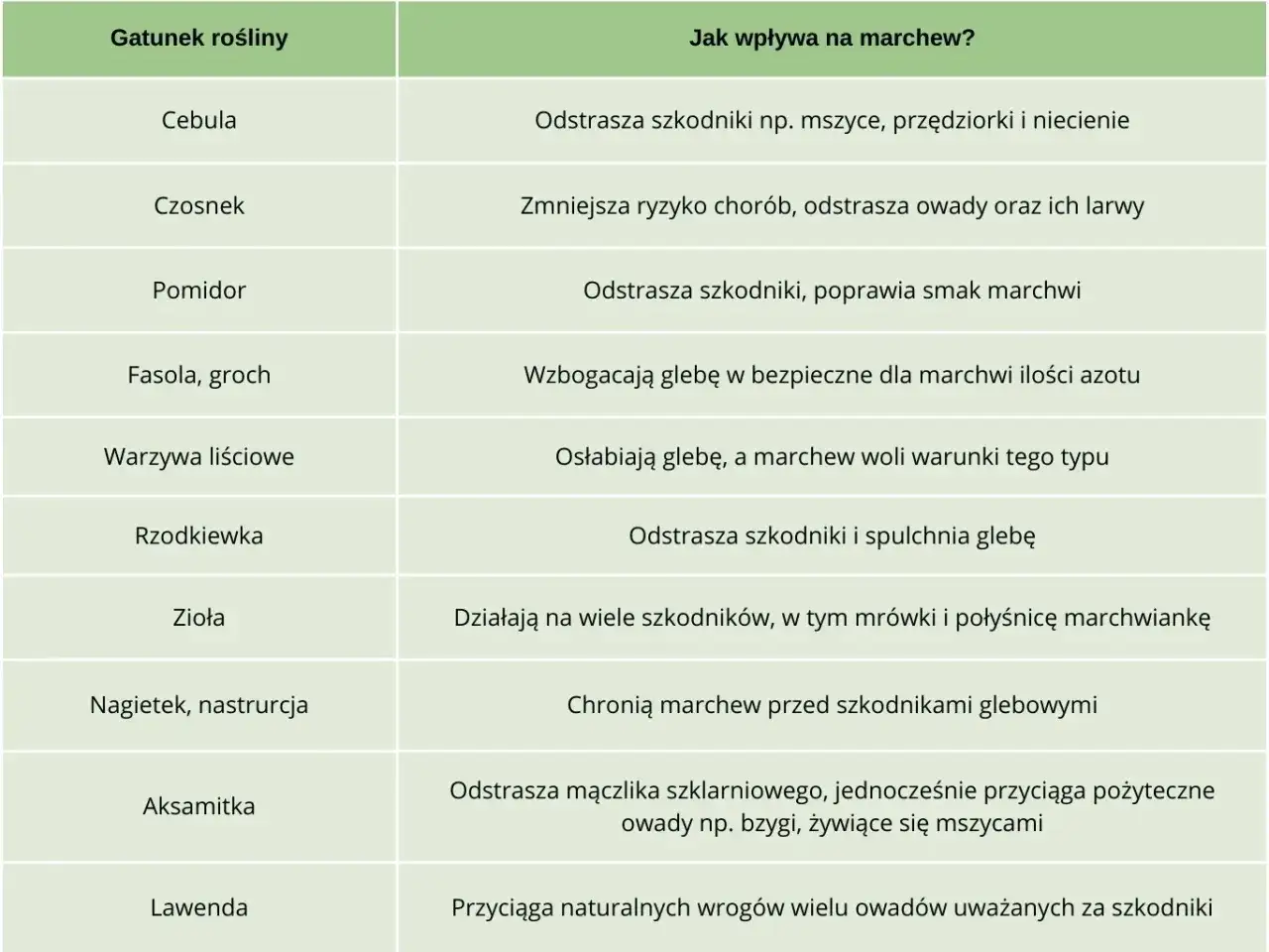Co siać obok marchwi? Proste zasady udanych zbiorów