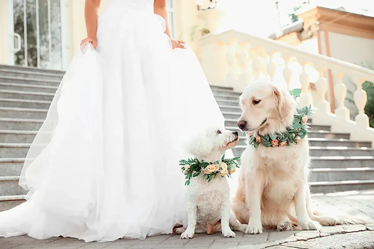 Quelle tenue de mariage pour chien choisir ?