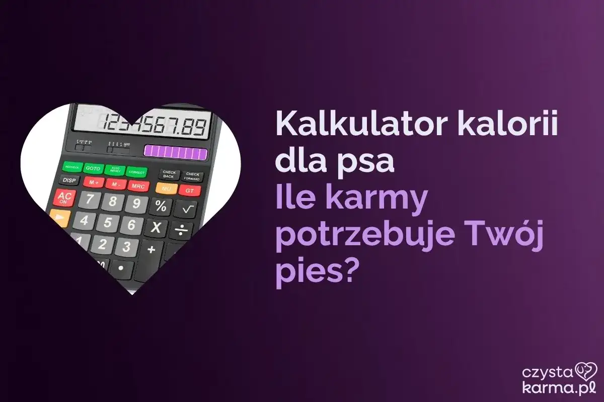 Ile suchej karmy dla psa? Oblicz idealną porcję - Poradnik